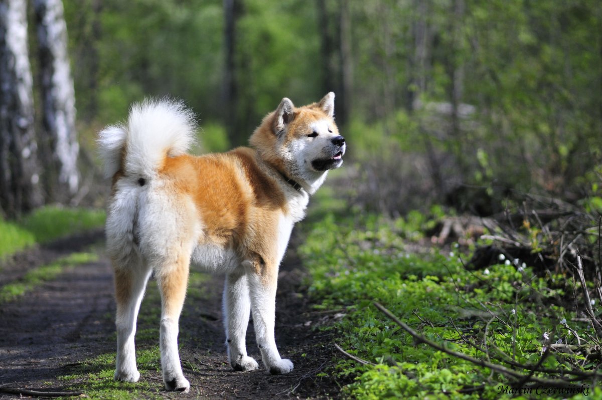 Шпиц и американская Акита