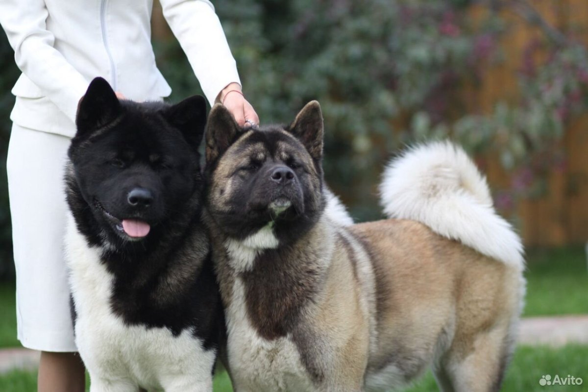 Акита ину Якутская