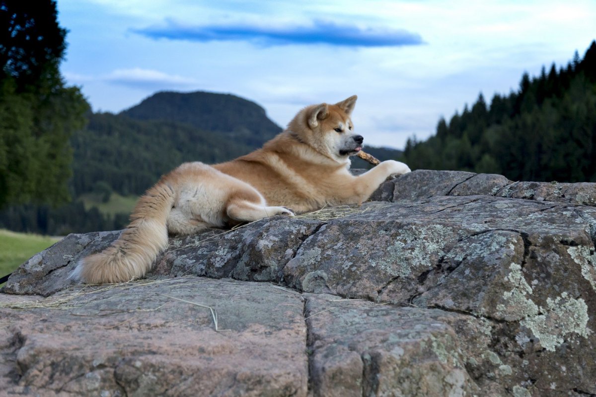 Американская Акита флаффи