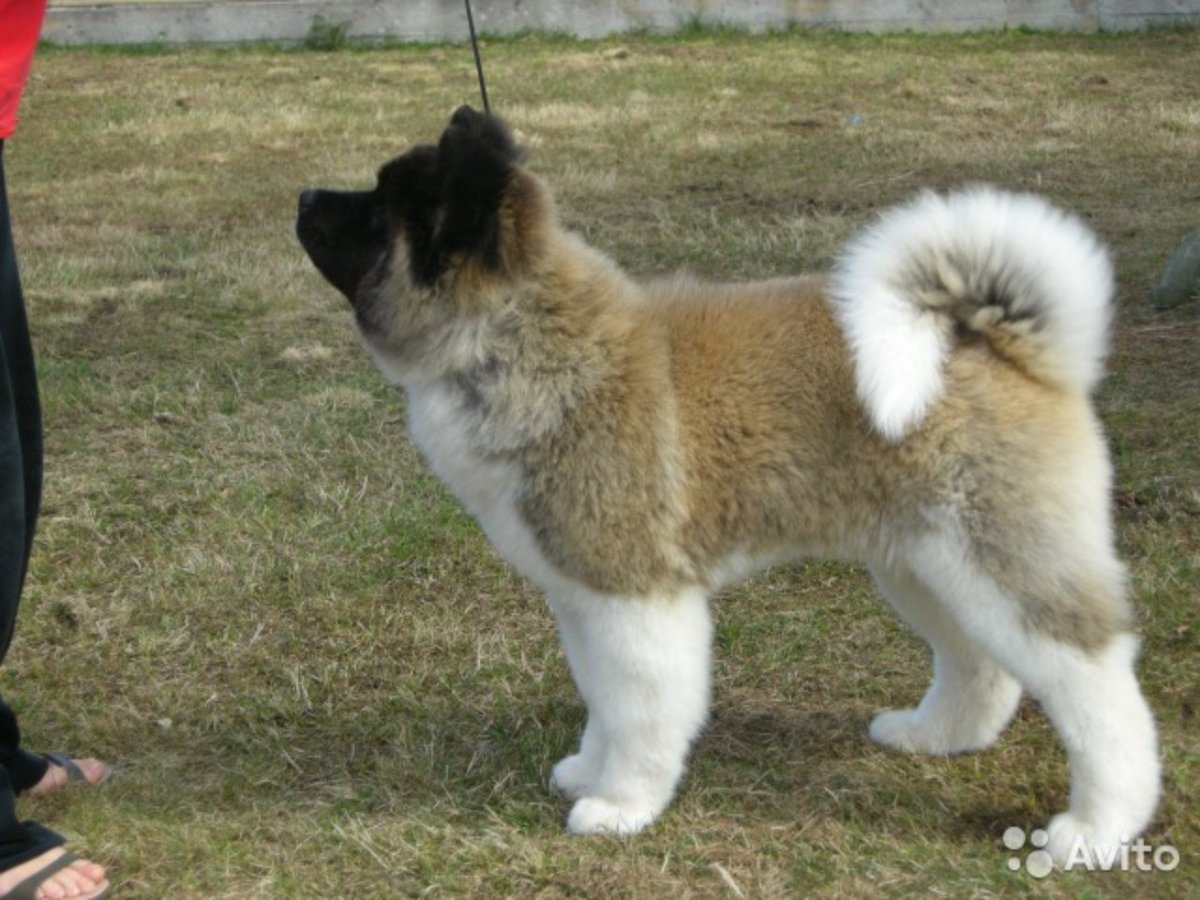 Собака Шиба ину Мем