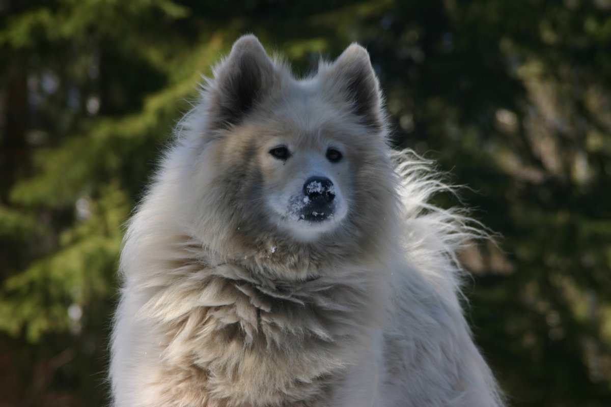 Самоед собака