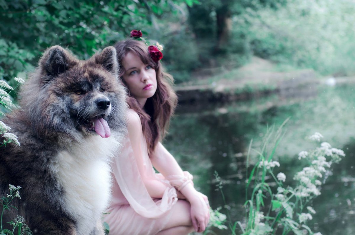 Акита ину и Самоедская лайка