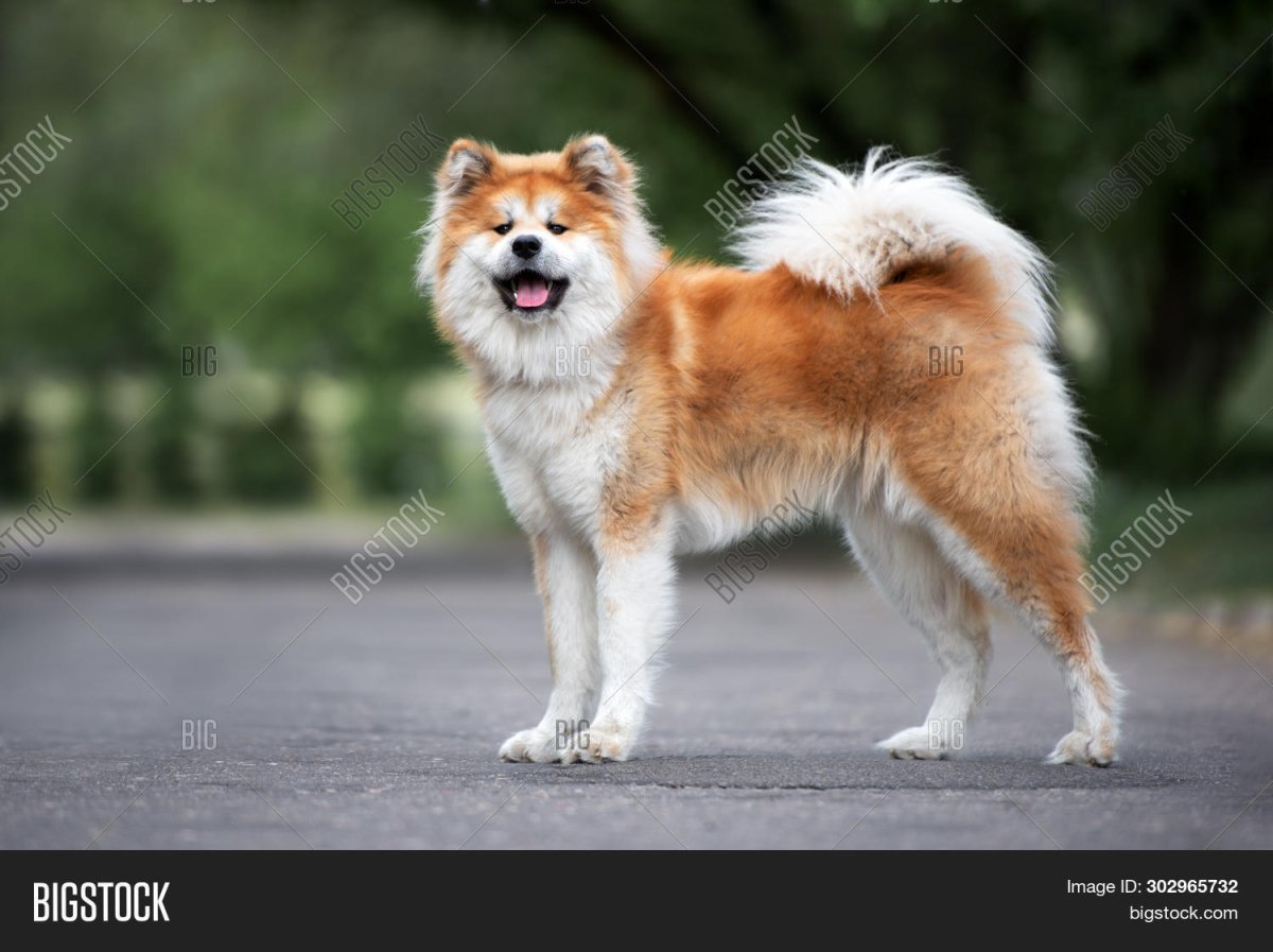 Акита-ину длинношерстная