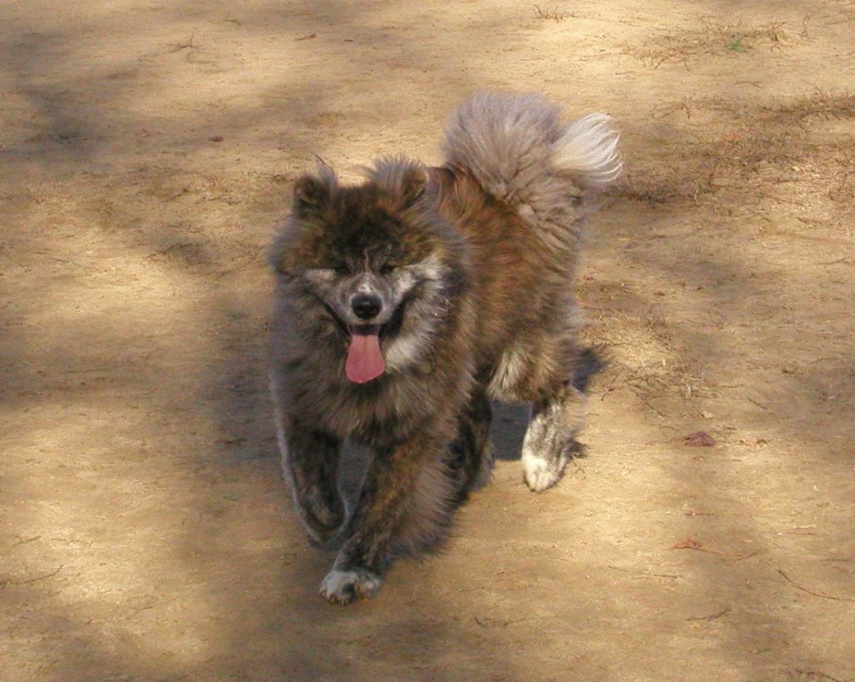 Американская Акита