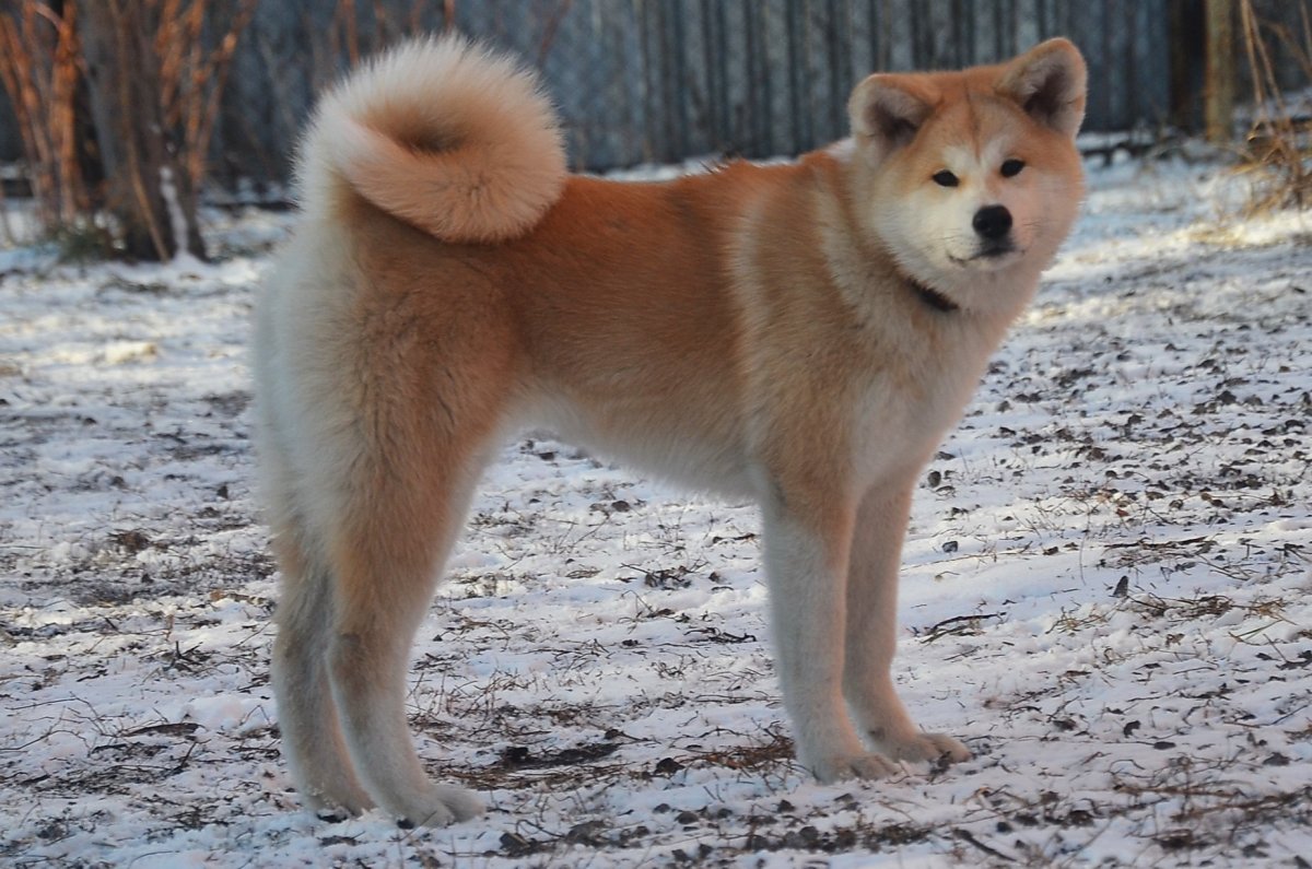 Акита-ину длинношерстная белая