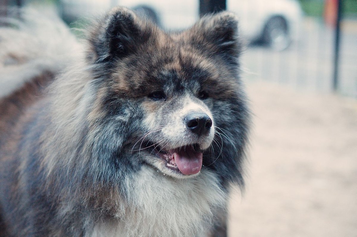 Коргии американский Акита