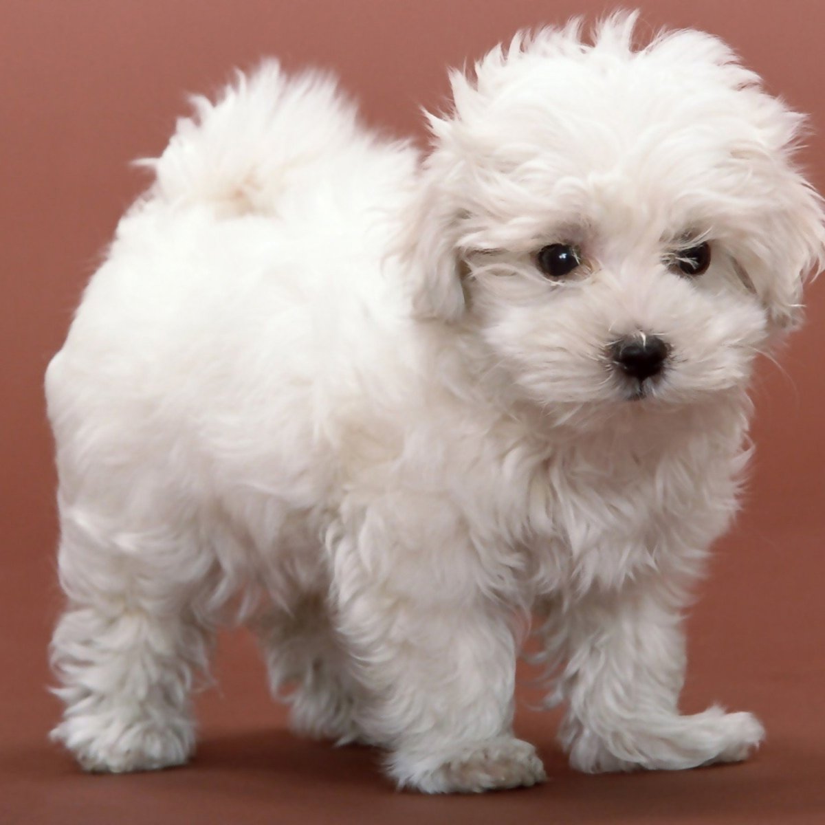 Собака Рамиля порода