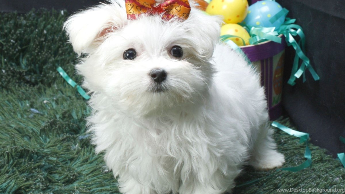 Болонка мальтезе рыжая