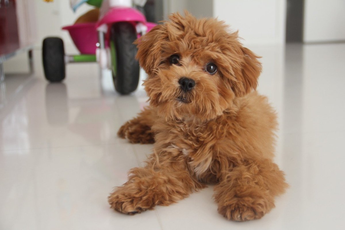 Мальтийская болонка рыжая