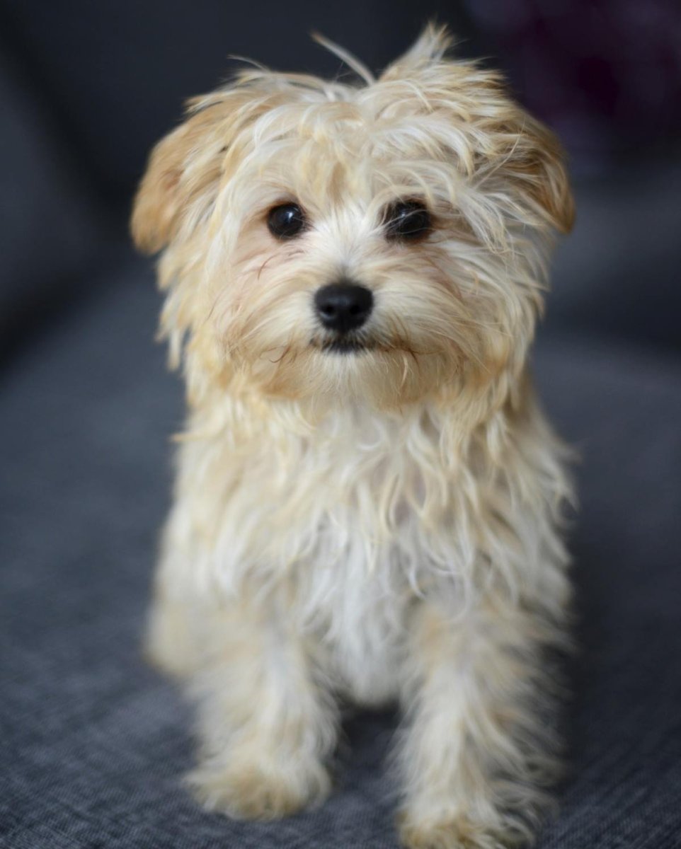 Мальтийская болонка рыжая