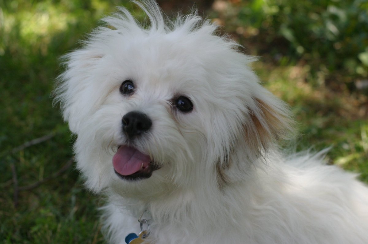 Бельгийская болонка