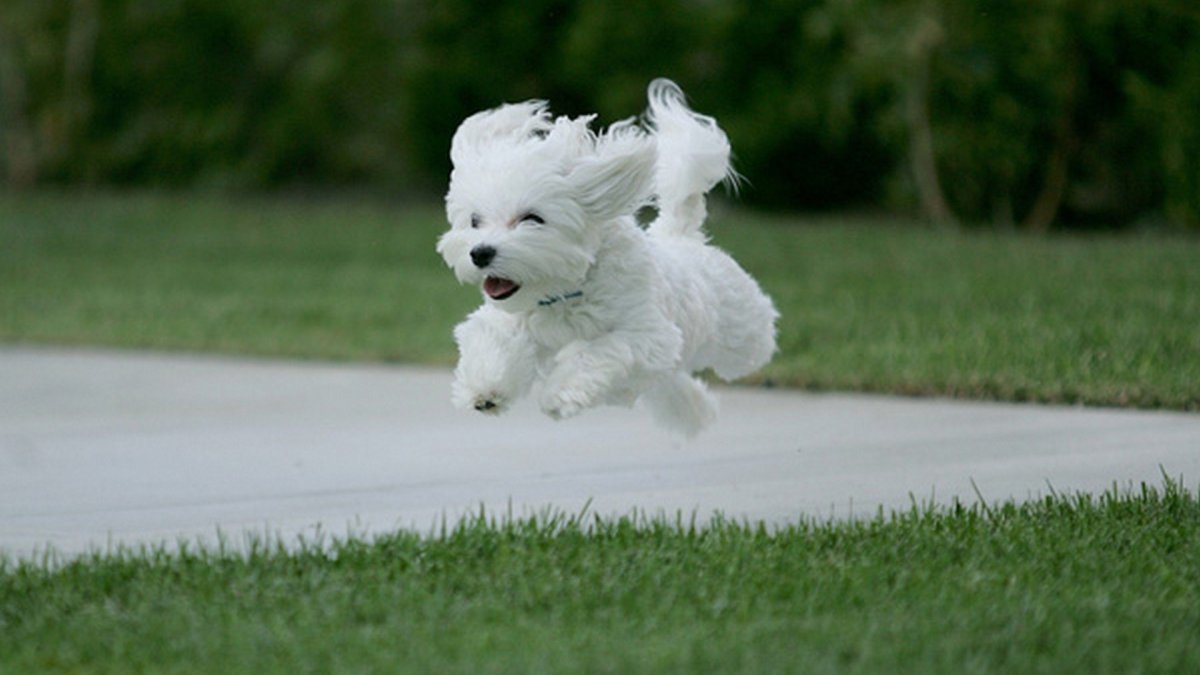 Маленькая собака бежит