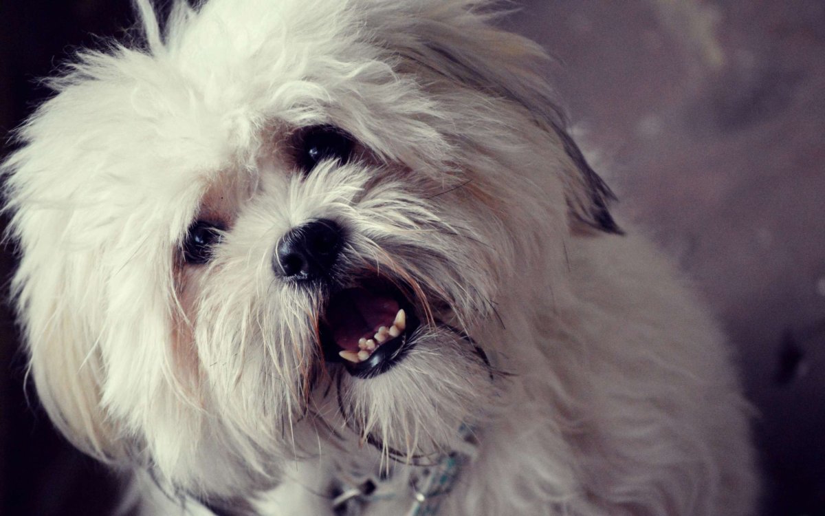 Болонка лохматая