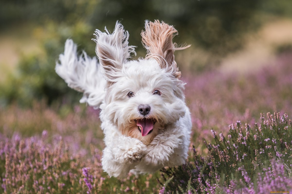 Вест хайленд Вайт терьер