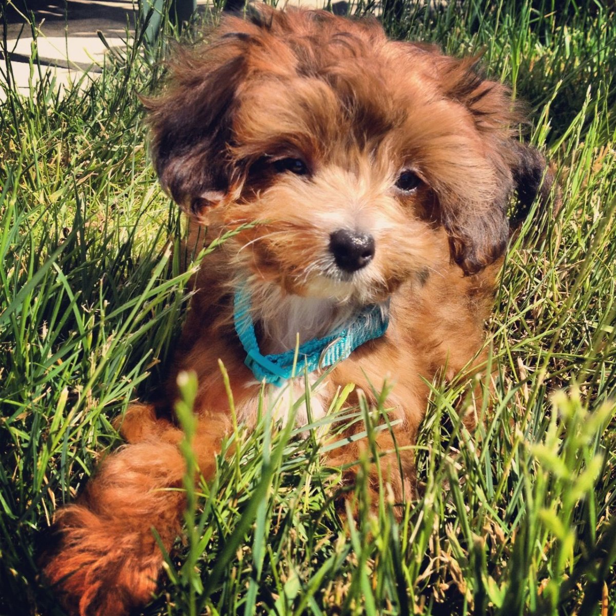 Пудель Папильон