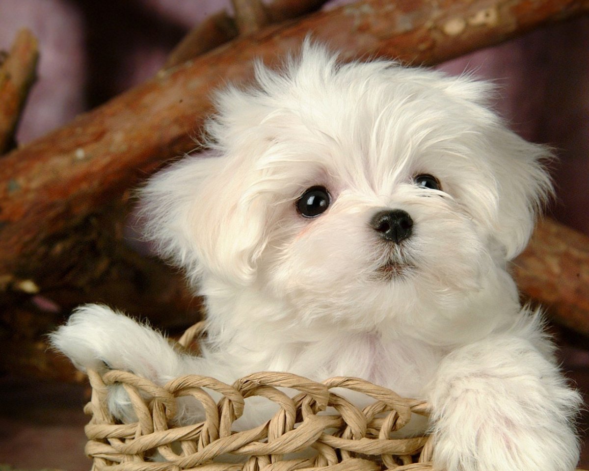 Болонка пушистая