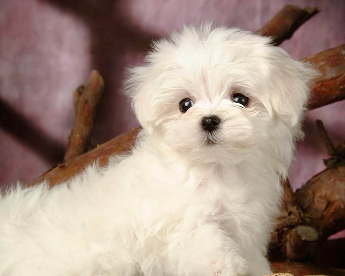 Мальтийская болонка бежевая