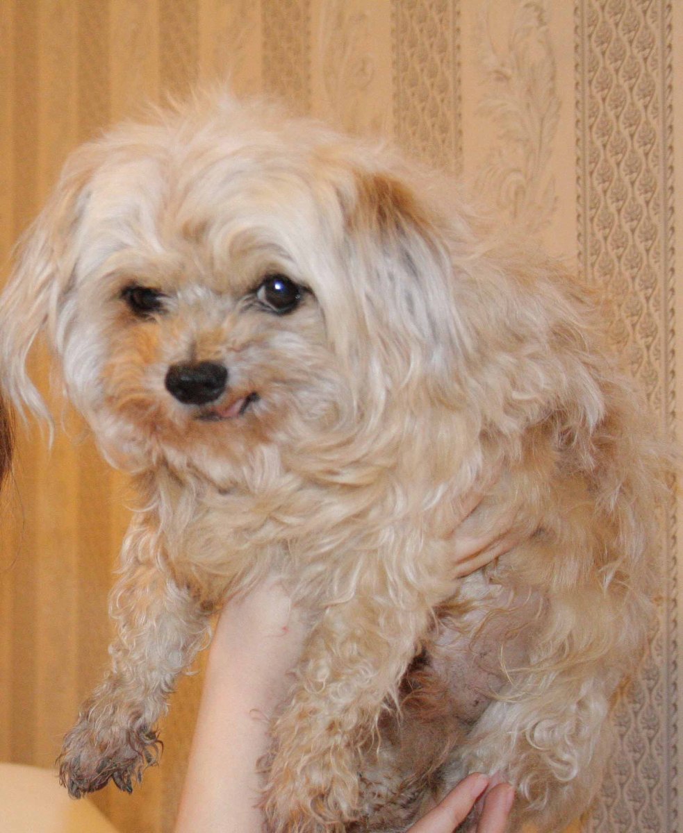 Болонка собака рыжая