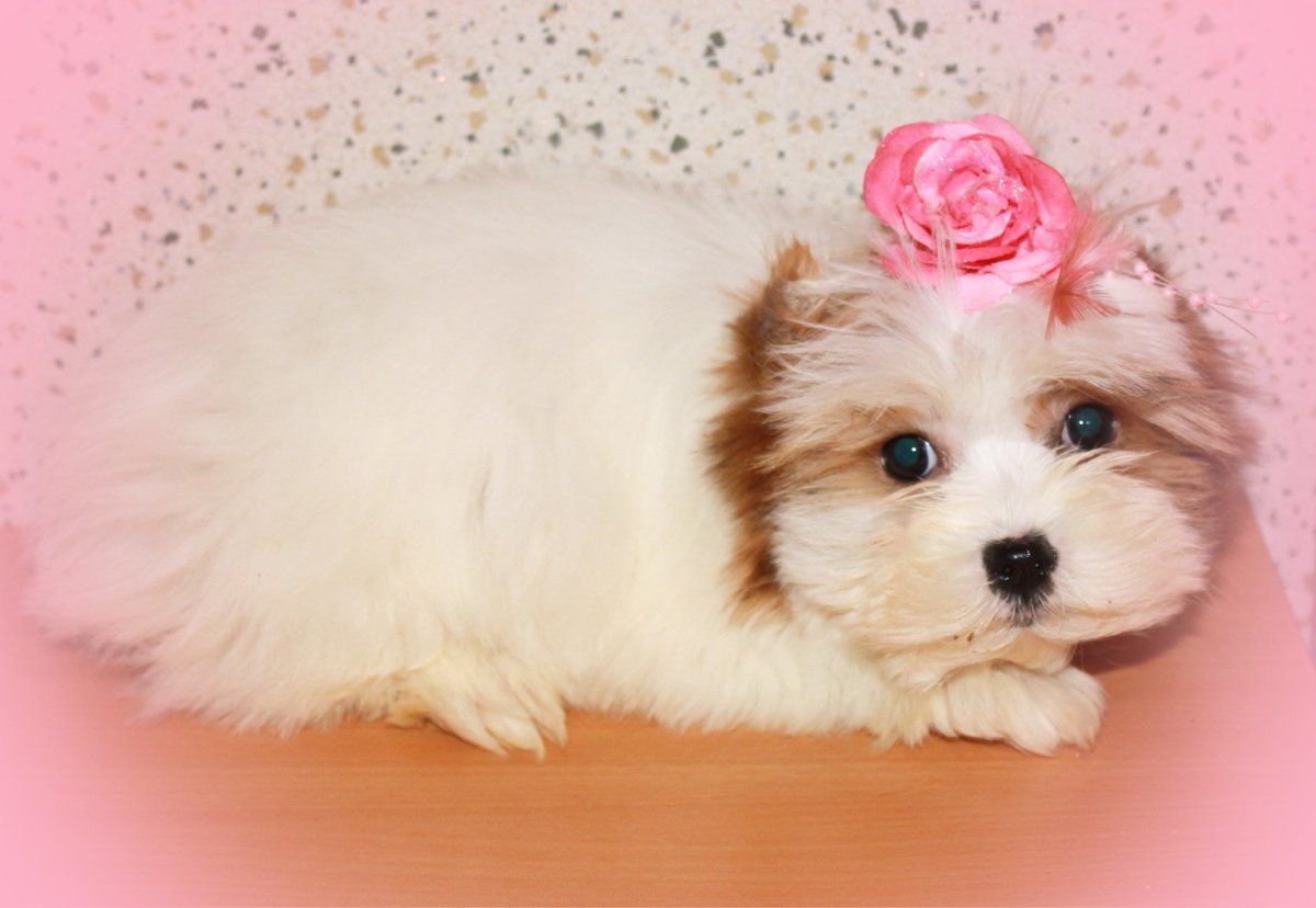 Havanese порода собак