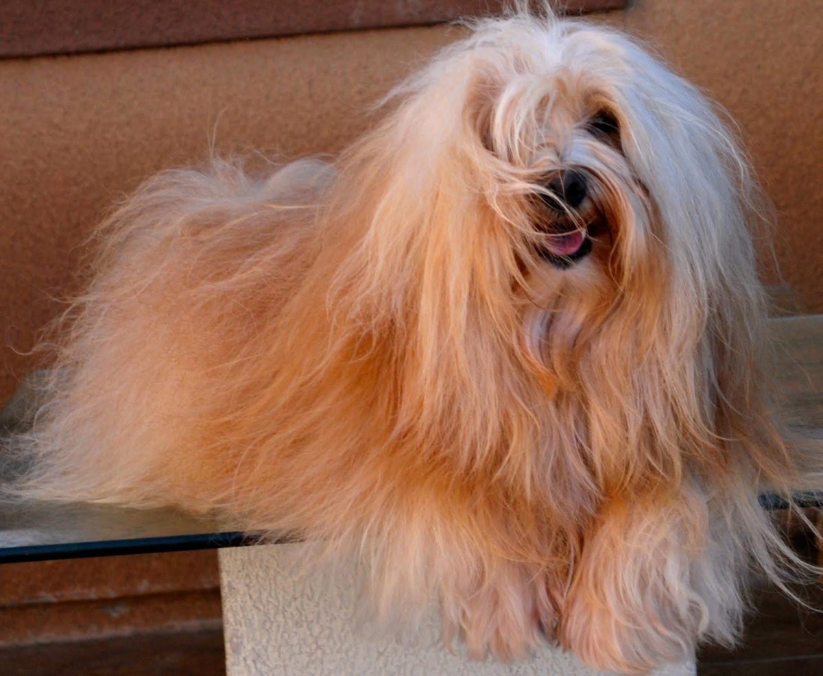 Бишон хаванез рыжий