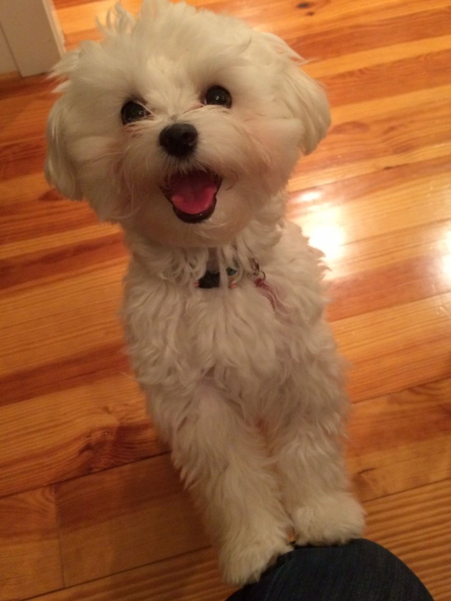 Мальтийская болонка рыжая