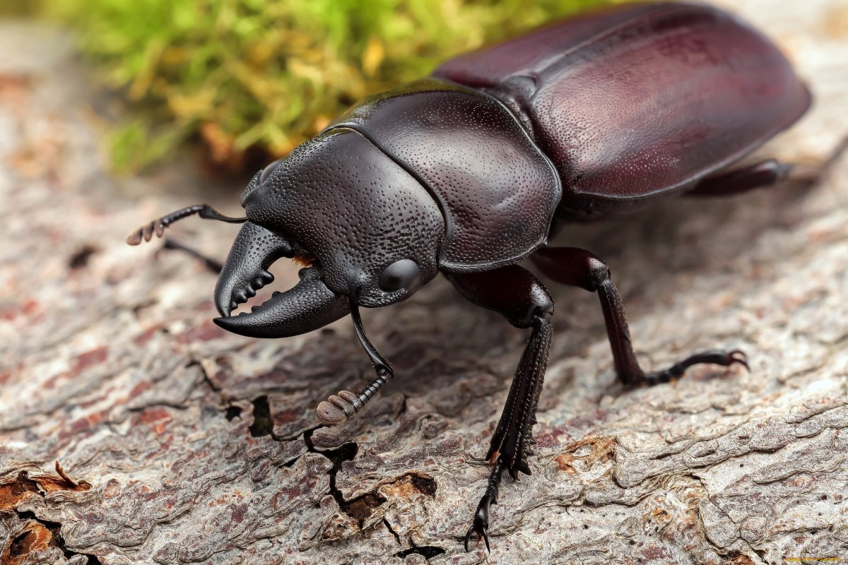 Жук с длинными рогами