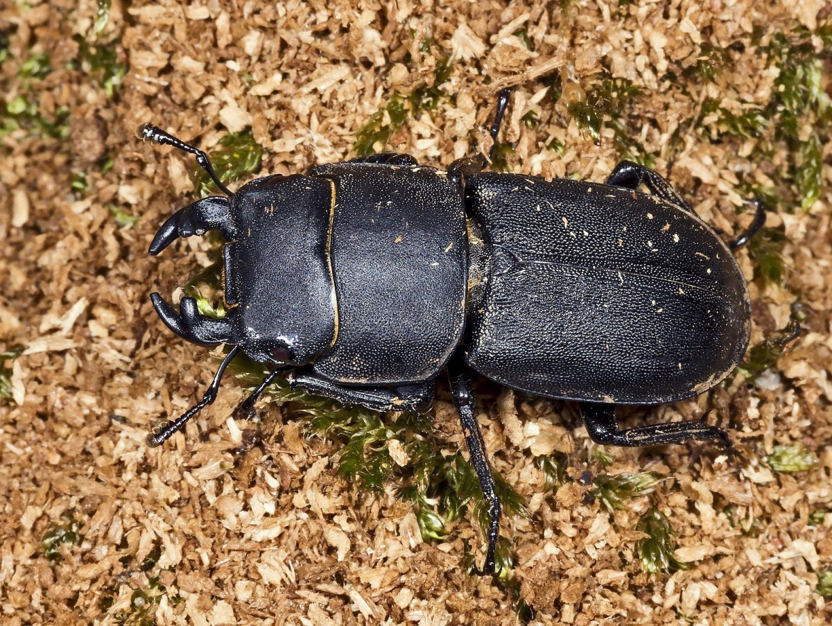 Dorcus parallelipipedus