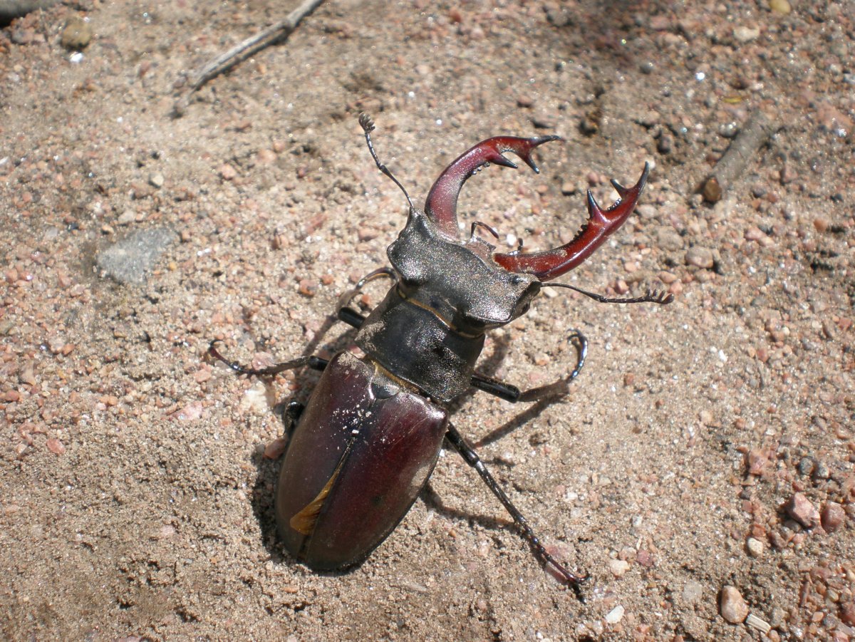 Жук Рогач маленький