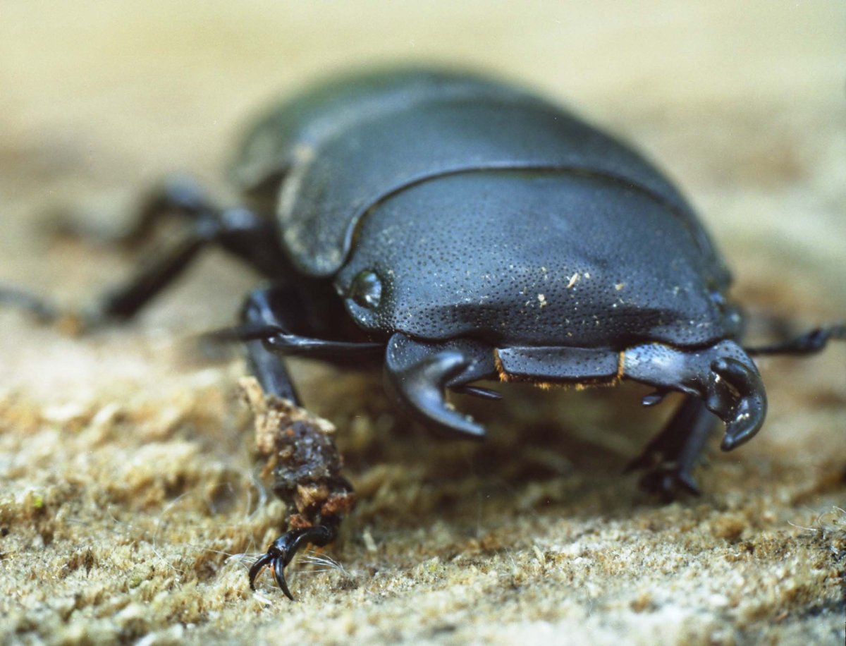 Суматранский Жук олень