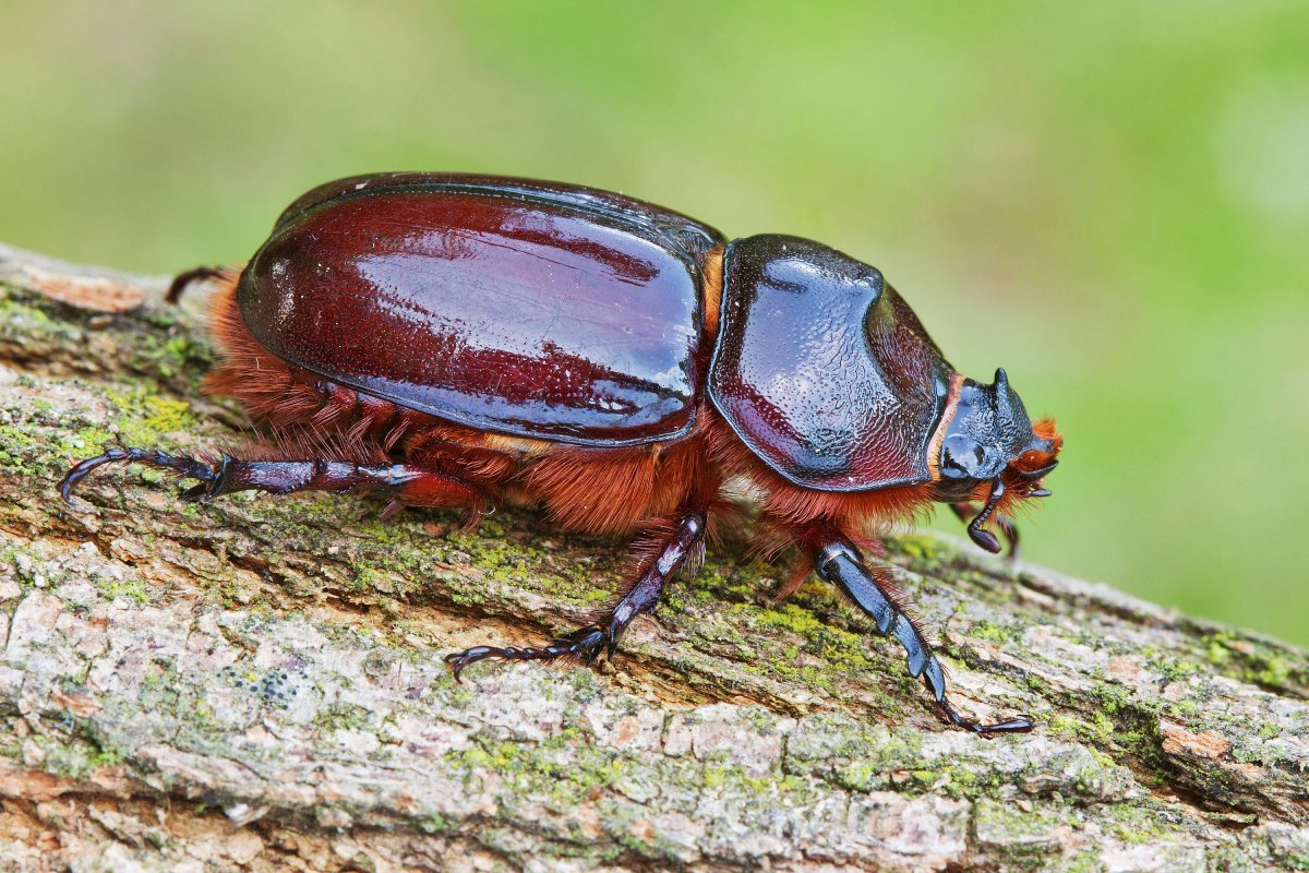 Жуки Рогачи носороги