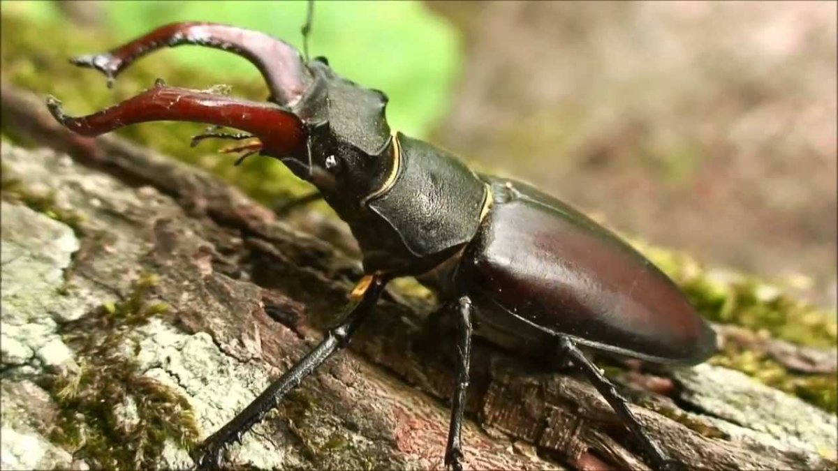 Майский Жук Рогач