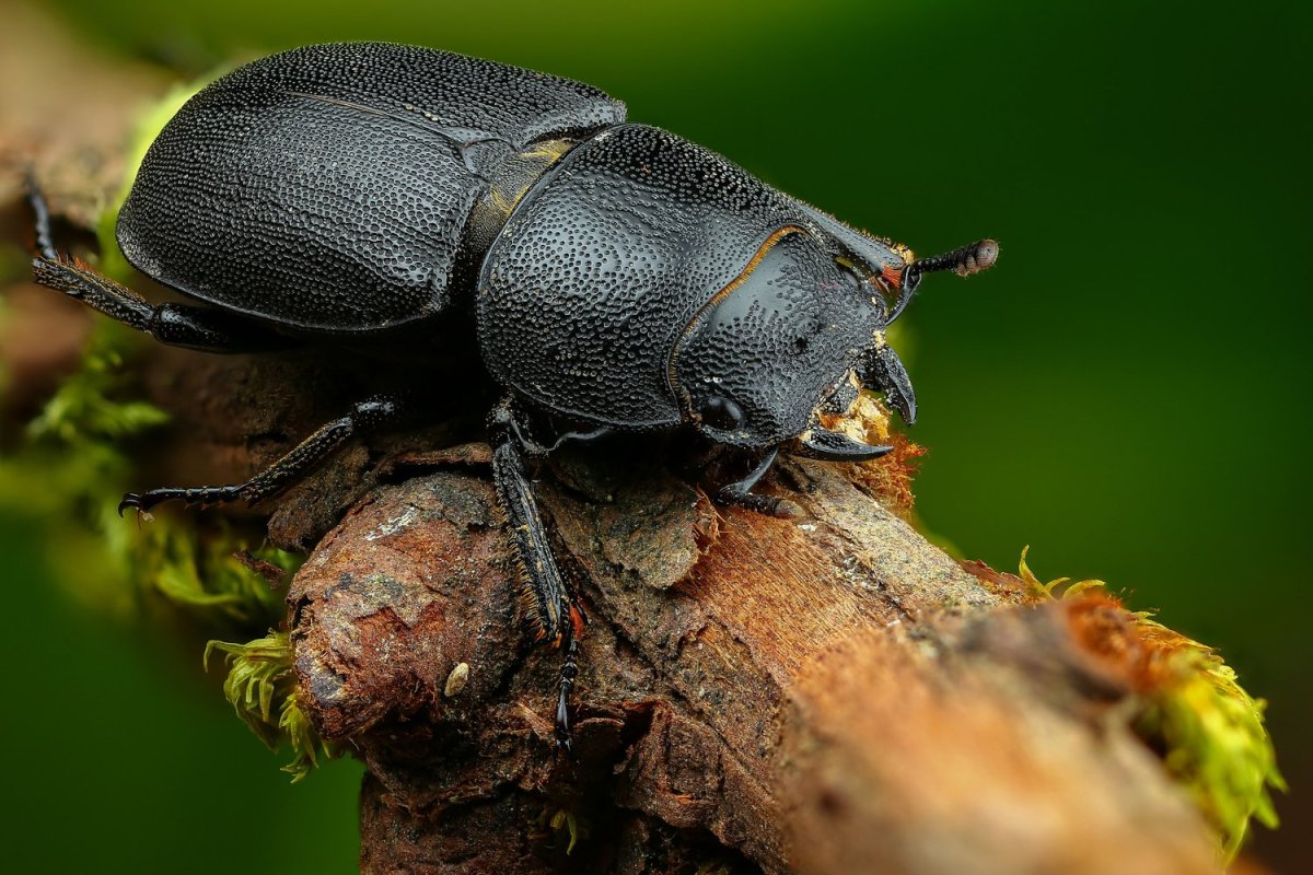 Оленёк обыкновенный