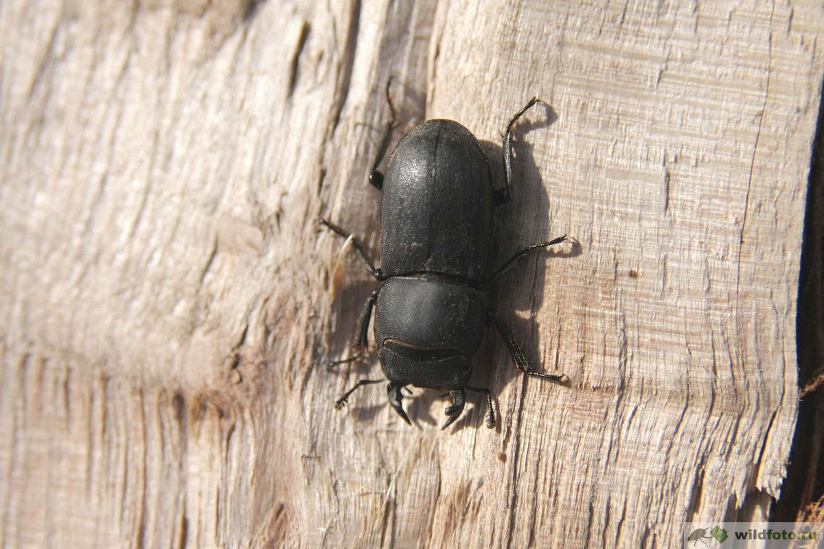 Жук Оленек обыкновенный