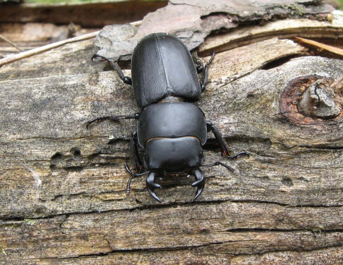 Жук Оленек обыкновенный