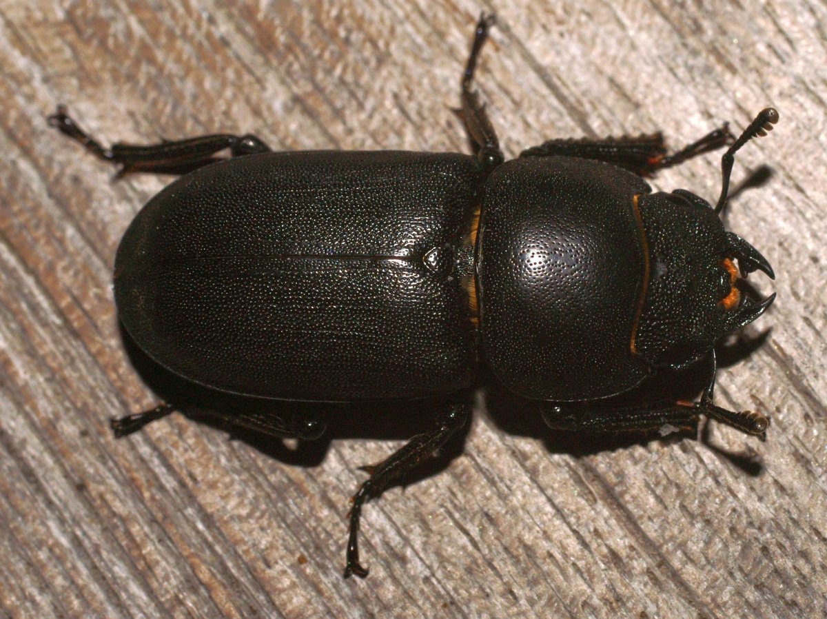 Жук Олененок обыкновенный