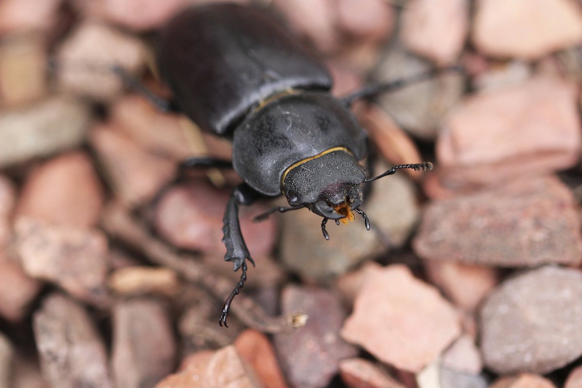 Жук Dorcus parallelipipedus