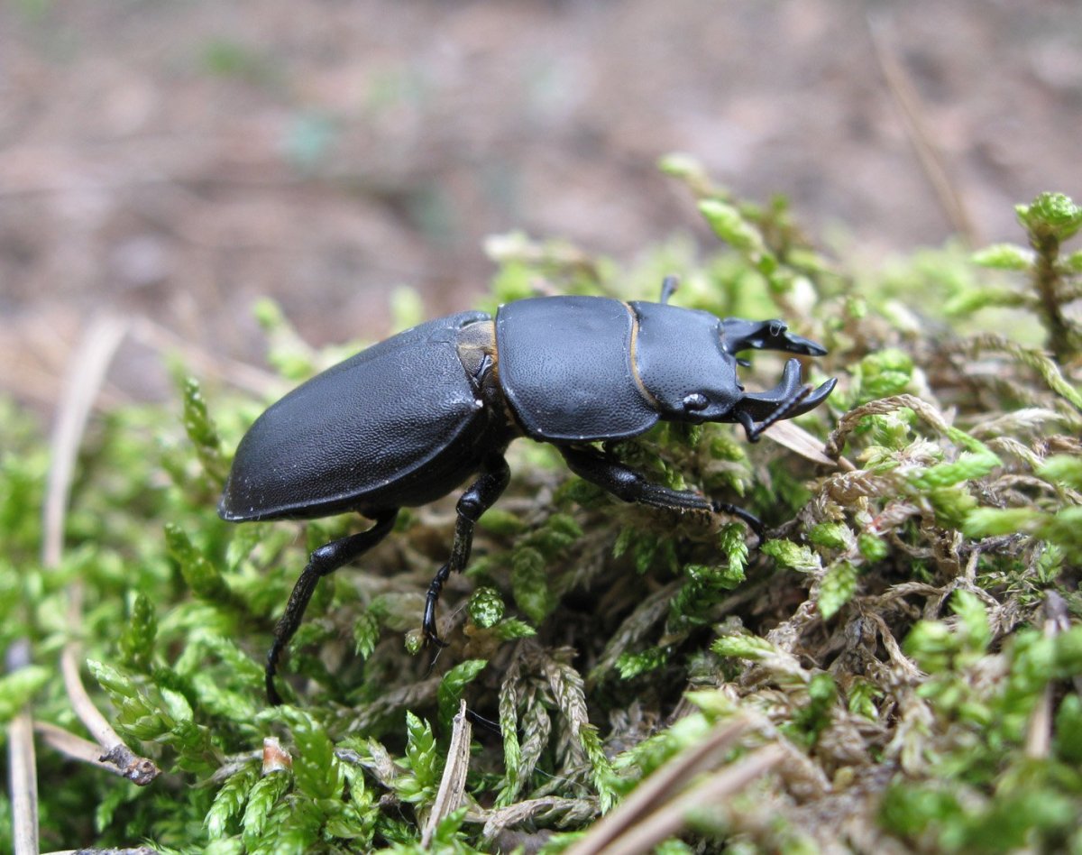 Жук Рогач Дыбовского