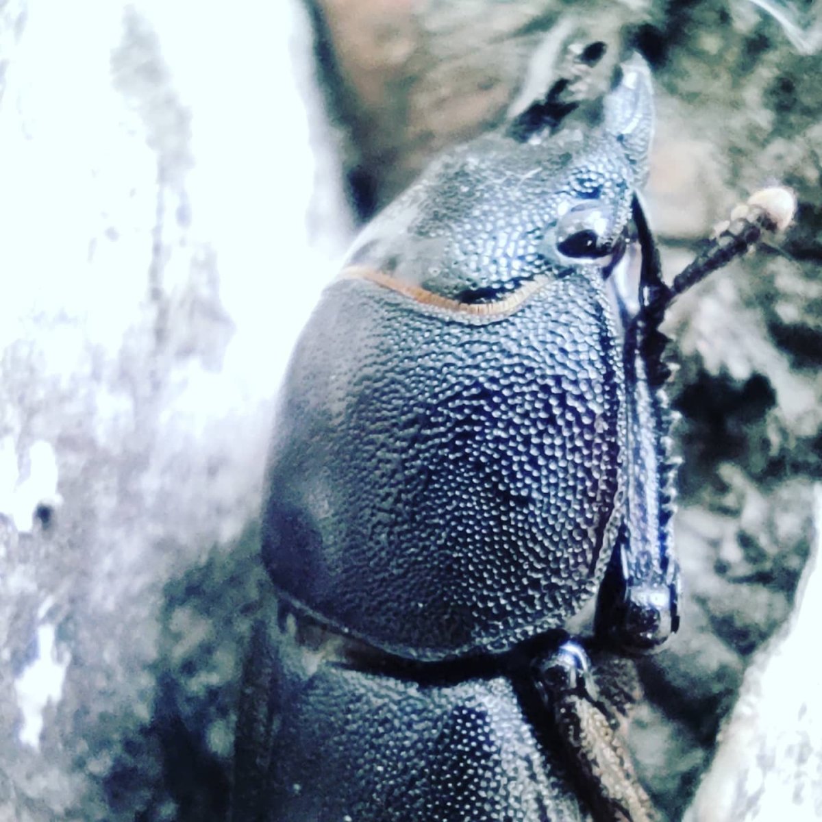 Жук пальмовый долгоносик