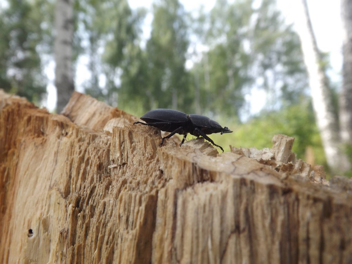 Жук оленёк обыкновенный