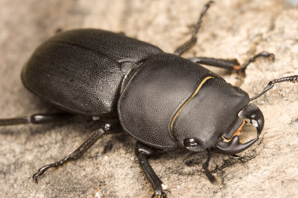 Жук Оленек обыкновенный