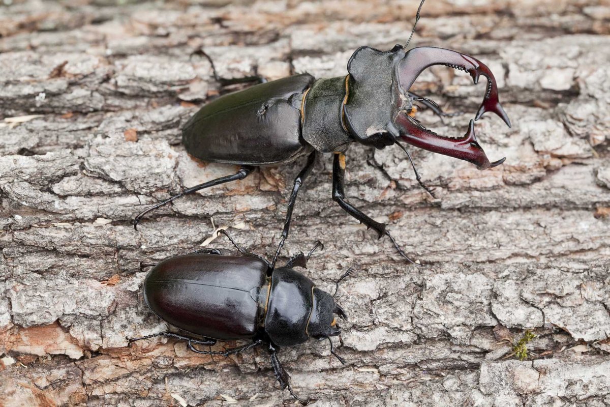 Жук Рогач самка