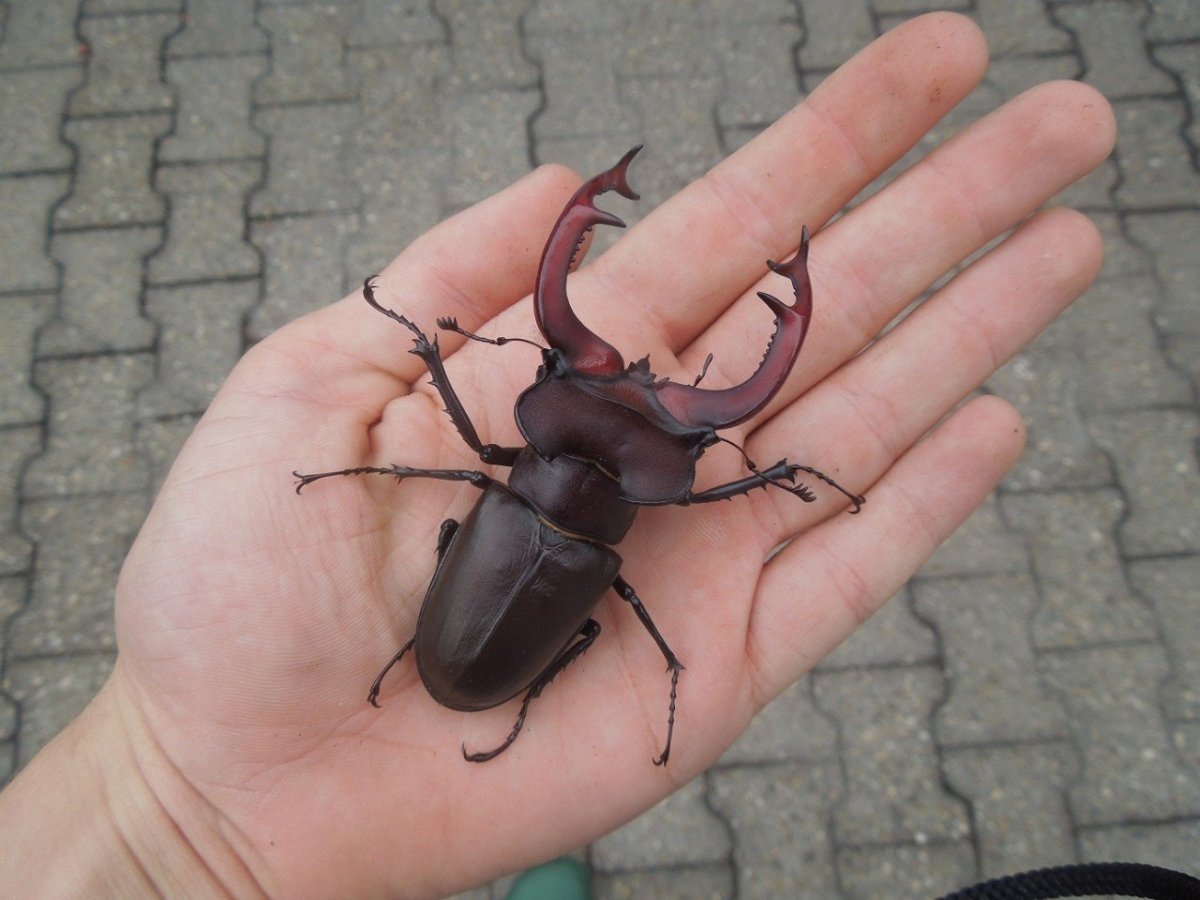 Шаранка Майский Жук