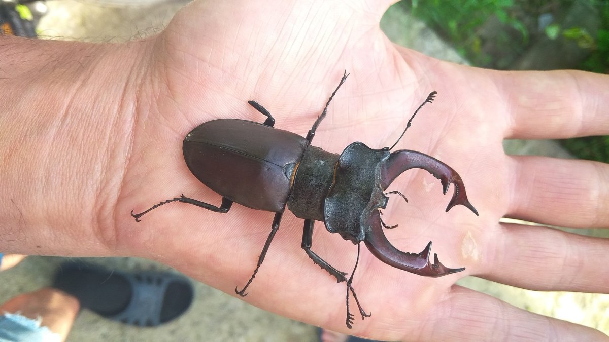 Жук-носорог Вильчаторогий Trypoxylus dichotomus