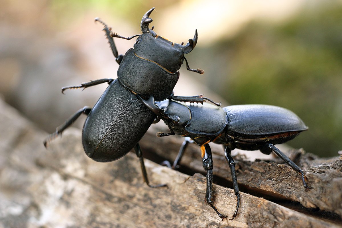 Жук Доркус