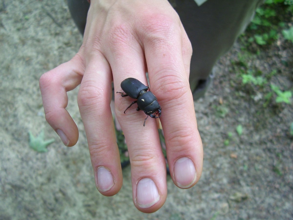 Жук носорог Геркулес