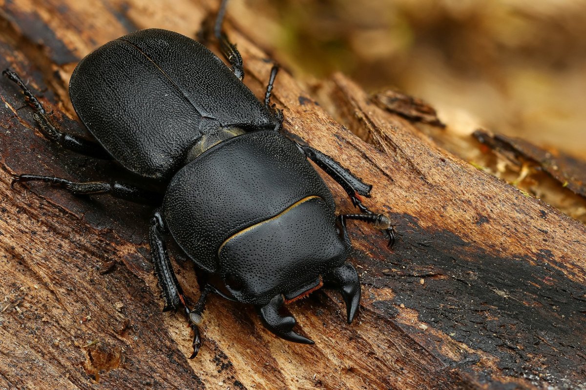 Жук Оленек обыкновенный