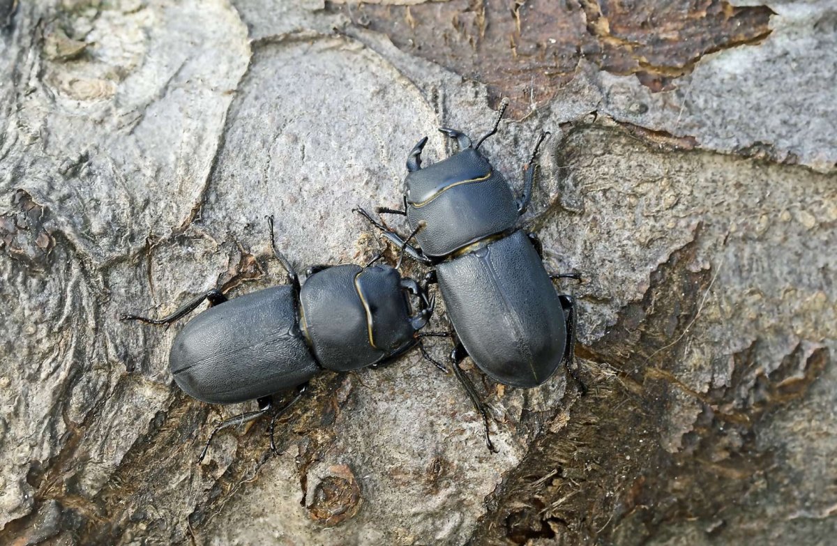 Оленек обыкновенный