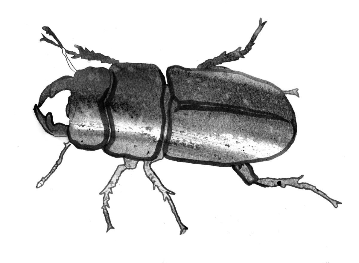 Майский хрущ усики