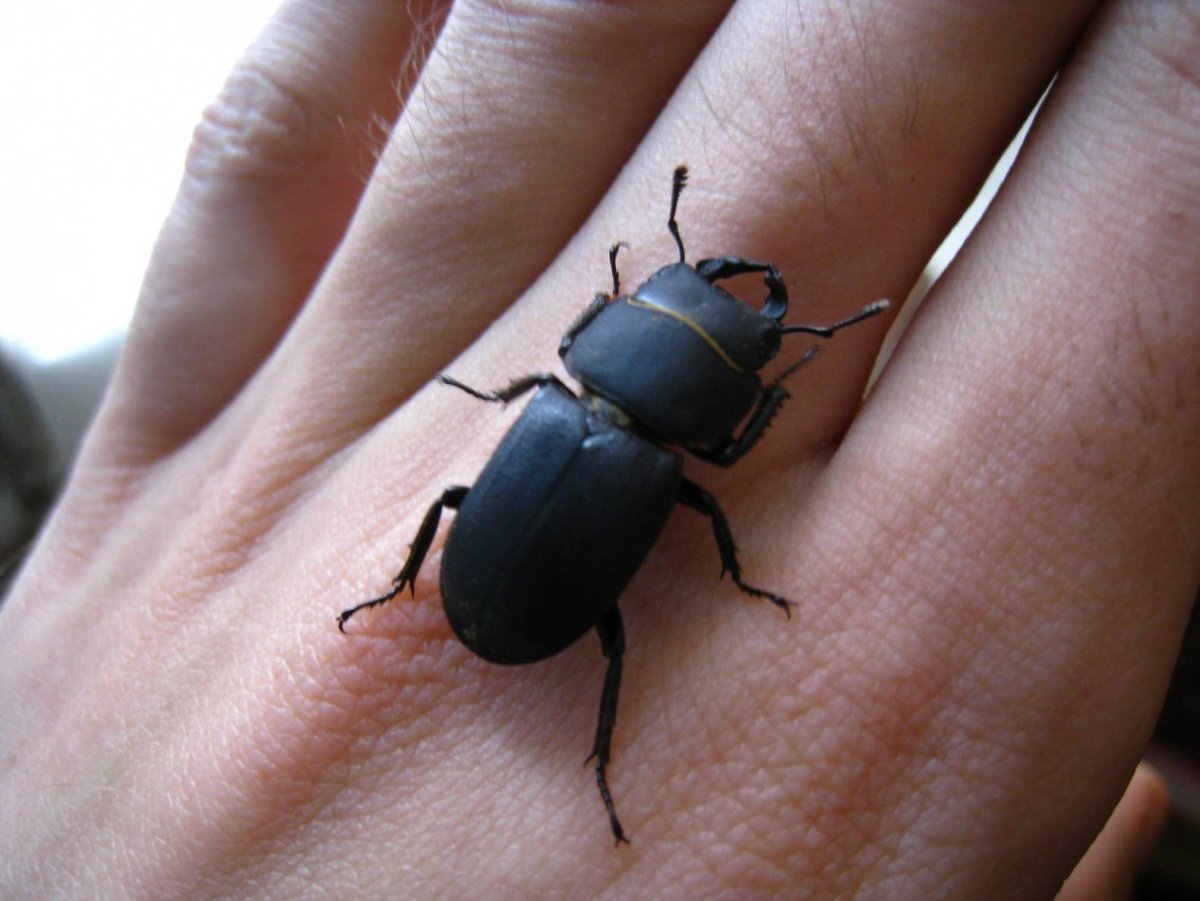 Жук Dorcus parallelipipedus