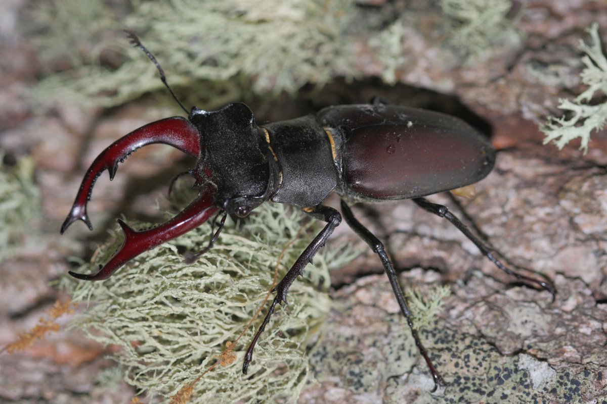 Жук олень и Жук носорог